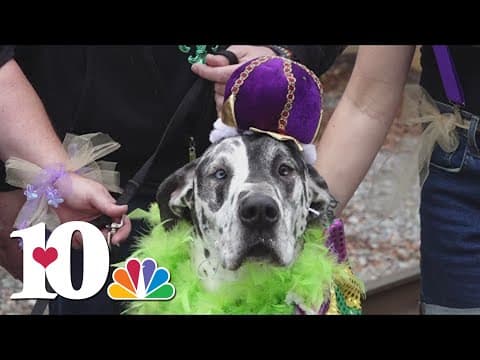 Pet parents celebrate their furry friends at Mardi Growl