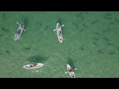 Snorkeling with leopard sharks off of La Jolla