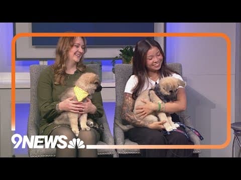 Fable and Kai are sweet pups looking for a forever home!