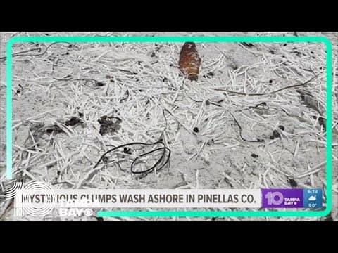 Odd-looking spaghetti on the beach showing up in clumps on Pinellas County beaches