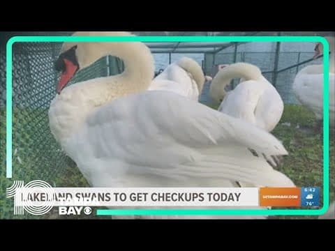 Happening Today: Lakeland swans, NASA at the library