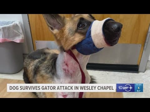 'Zeus just got taken by the alligator!': Family dog survives gator attack in Wesley Chapel