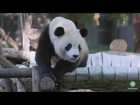 New video of Giant Pandas at National Zoo