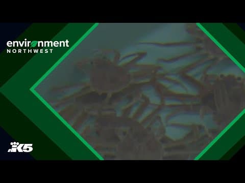 'It's still crisis mode': Will Bering Sea snow crabbing season be canceled for third straight year?