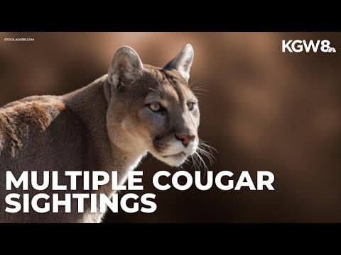 Cougar sightings on the rise in Corvallis area