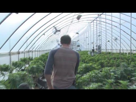 Cannabis battle brewing at Minnesota State Capitol