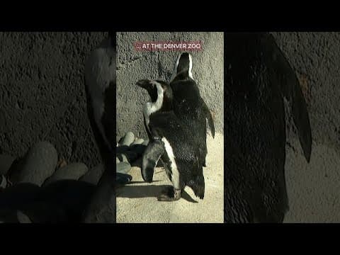 Love blooms at the Denver Zoo