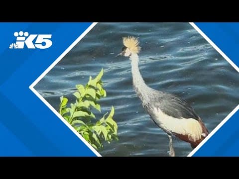Escaped crane from Issaquah zoo recovered