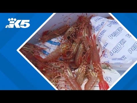Low shrimp numbers force tighter limits on Puget Sound season