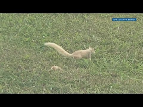 Blonde squirrels found in East Tennessee