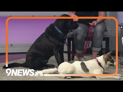 Adorable dogs up for adoption on National Rescue Dog Day