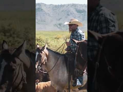 Rancher, Cattle Struck, Killed by Lightning in Colorado