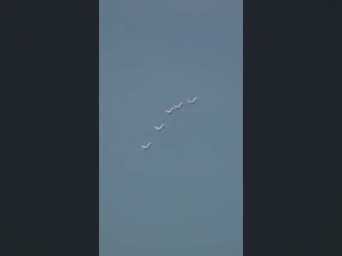 Thousands gather along lakefront to watch 2023 Chicago Air and Water Show #shorts