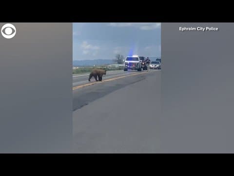 Bear Crossing: Police block traffic to help bear cross road in Utah