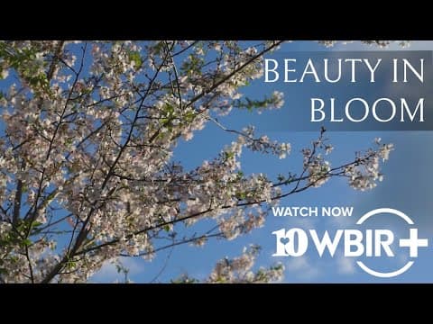 Beauty in Bloom: 70 Years of Knoxville's Dogwood Trails