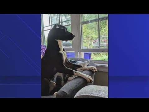 Pup dumped in random neighborhood by owner gets a fairy-tail ending