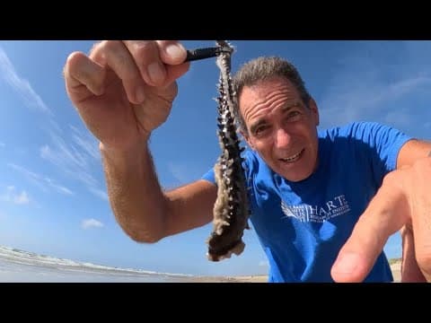 Fireworm found on Mustang Island has sting that burns like fire
