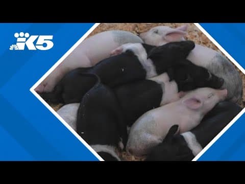 KING 5 Mornings visits the piglet palace at the Washington State Fair