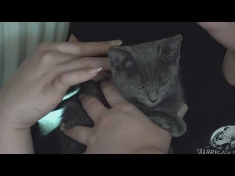 'Pawprints: Past and Present' shows how important our furry friends are