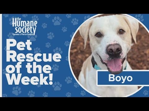 Pet Rescue of the Week: Boyo