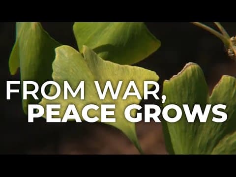 Peace tree from Hiroshima planted in Vernonia, Oregon