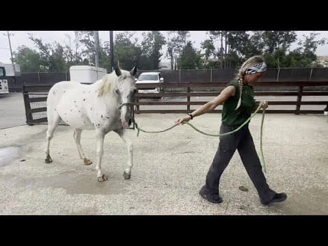 Animals can often sense weather before it happens