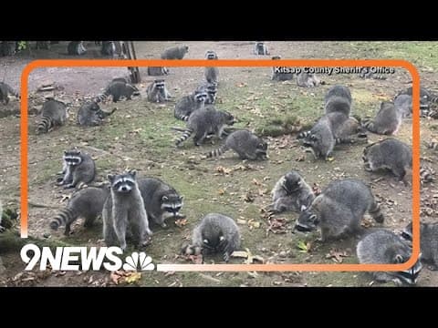 Woman calls 911 after nearly 100 raccoons surround her home