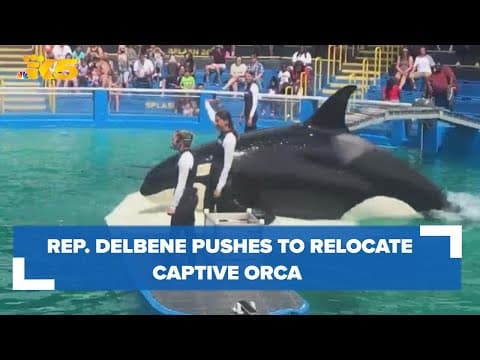 Rep. DelBene says Tokitae, captive Southern Resident orca, should move ahead of possible hurricanes