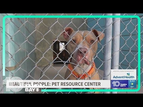 Hillsborough's Pet Resource Center over capacity after hurricanes
