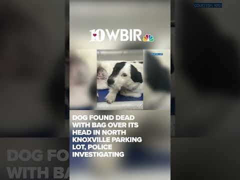 Dog found dead with bag over its head in North Knoxville parking lot, KPD investigating