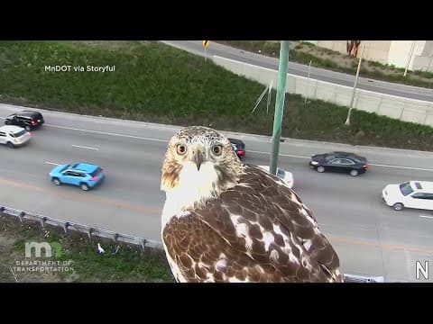 Have You Heard? | Red-tailed hawk stares into traffic camera