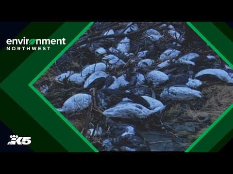 Half of common murres in Alaska die, struggling to recover