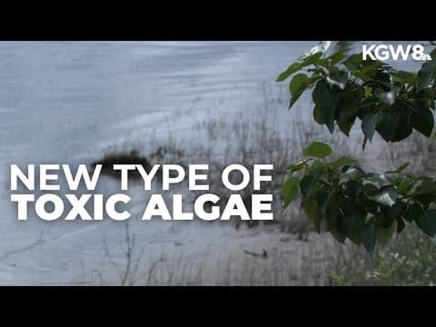 Health officials warn of new type of toxic algae after dog's death