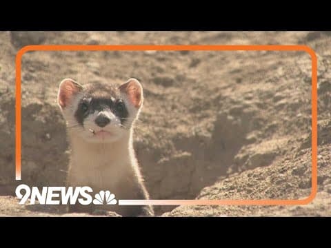 Cloning, conservation breeding helping to save black-footed ferret
