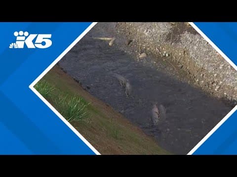 Dead salmon spotted in Enumclaw. Here's why experts say it's a good thing