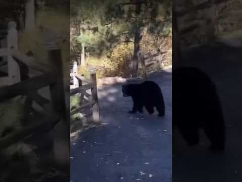 Black bear destroys car in Colorado because of Peanut M&M’s