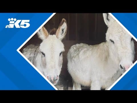 Bellevue police looking for two donkeys believed to be stolen