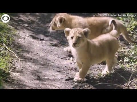 3 lion cubs take first steps outside at zoo in London