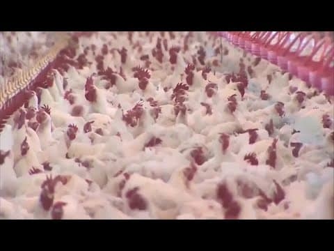 Possible bird flu case found in human in Louisiana