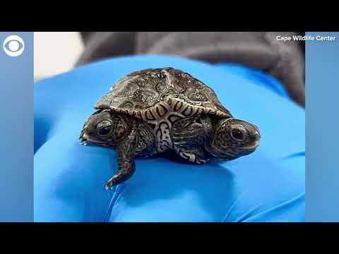 Two headed terrapin hatches on Cape Cod