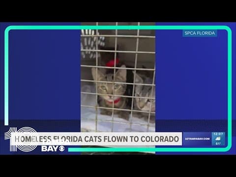 Dozens of homeless cats in Florida flown to Colorado for 2nd chance