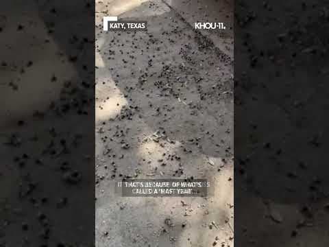 Notice more than the usual amount of acorns on the ground? There's a reason #shorts