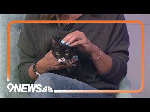 Bonded brother kittens looking for a loving home