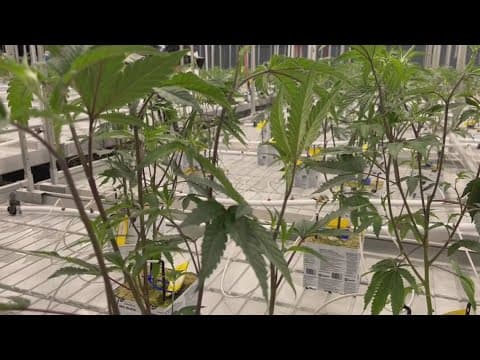 Ohio dispensaries can soon apply for recreational marijuana licenses