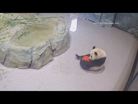 National Zoo pandas are having a good time, they're having a ball