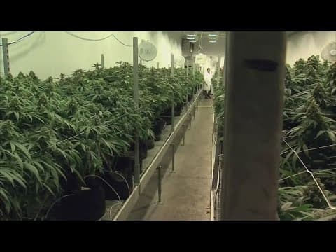 Local dispensaries prepare for recreational sales