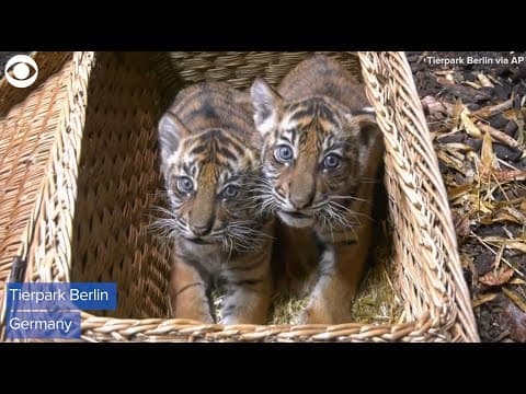 Tiger cub twins get first medical check-up at zoo in Germany