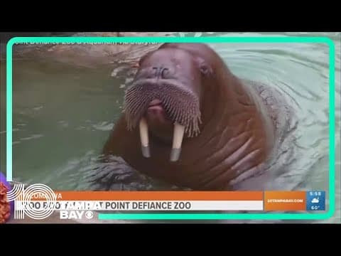 Watch this walrus enjoying Halloween treats at a Washington zoo