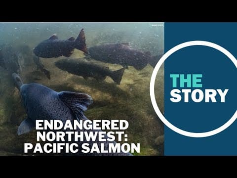 Pacific salmon's decline is 'death by a thousand cuts,' expert says
