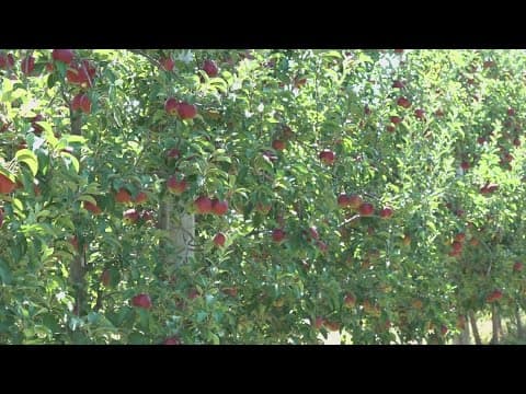 Lynd Fruit Farm to crack down on apple theft this season